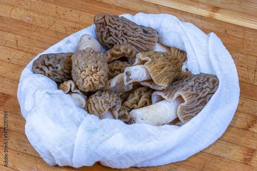 Verpa bohemica freshly picked from the forest
