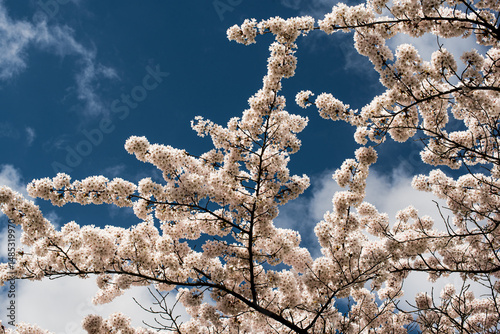 Cherry tree in full blossom under blue sky