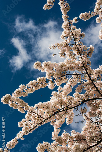 Cherry tree in full blossom under blue sky