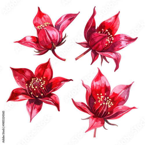 Stunning Watercolor Illustration of Isolated Roselle Fruit Flowers on a White Background for Artistic and Botanical Purposes