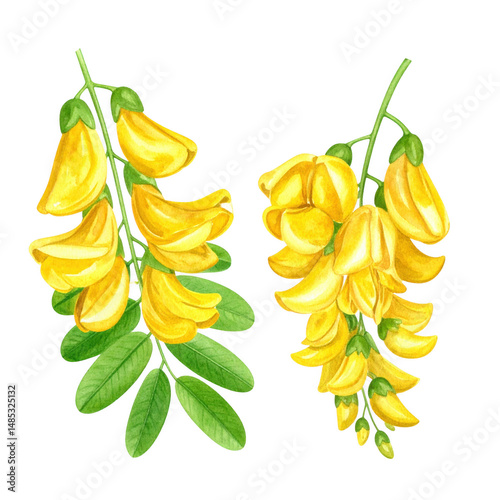 Detailed Watercolor Painting of Isolated Yellow Sesbania Flowers on a White Background for Floral Art and Botanical Illustrations