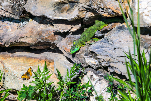 Lézards verts et papillon au printemps.
