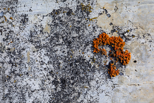 La texture d'une pierre et d'un lichen orange.