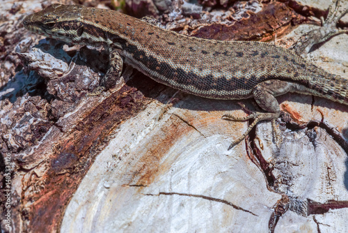 La texture du lézard des murailles.