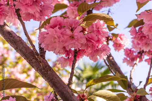 pink sakura flowers