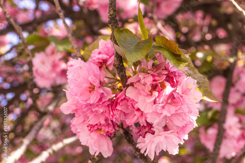 pink sakura flowers