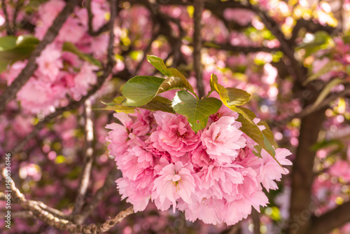 pink sakura flowers
