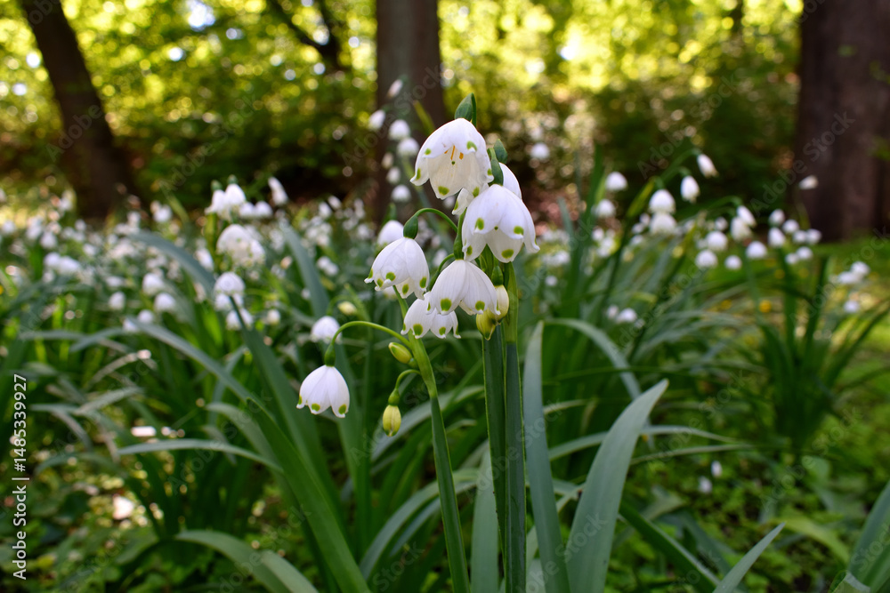 Naklejka premium white spring flowers