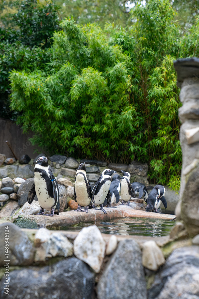 Obraz premium African penguin