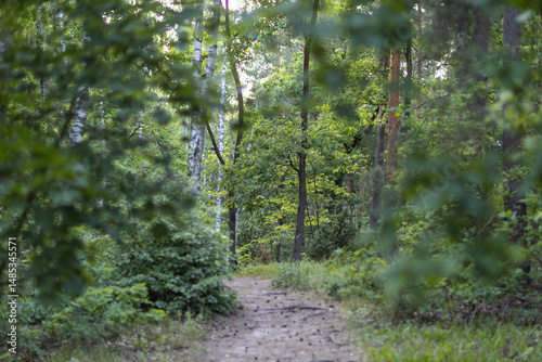 Birch trees in a lush summer forest