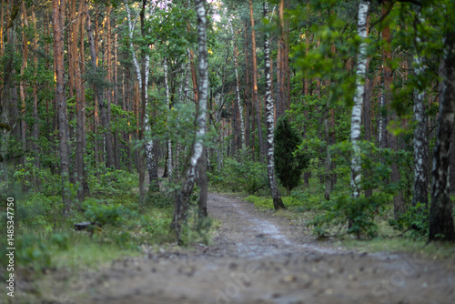 Birch trees in a lush summer forest