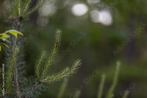 Close-up of pine needle branch in forest