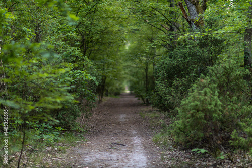 Forest pathway with green foliage