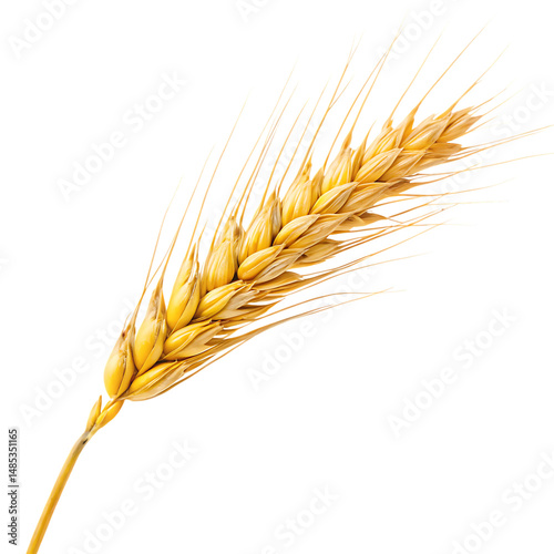 Tableau sur toile ear of wheat Isolated PNG or Transparency Background