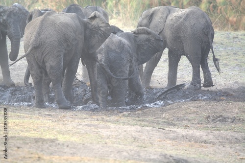Photography elephants in the water, african giant