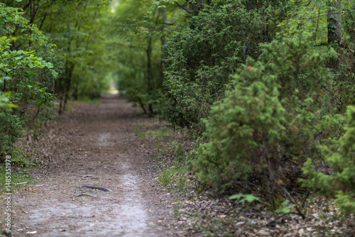 Forest pathway with green foliage