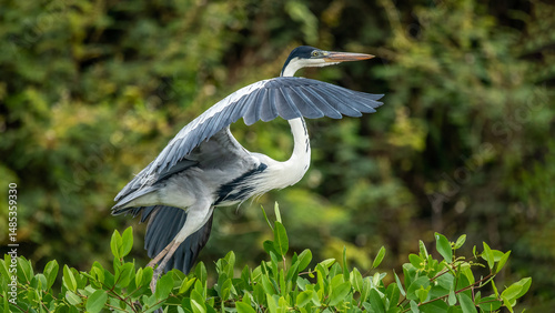 Foto Ardea cinerea; The grey heron is a long-legged wading bird of the heron family Ardeidae, native to temperate Europe and Asia, as well as parts of Africa