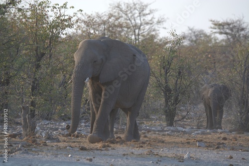 Photography elephants in the water, african giant