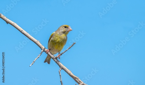 The European Greenfinch (Chloris chloris) is considered one of the most beautiful singing birds in the world. It is a common species in Türkiye in summer.