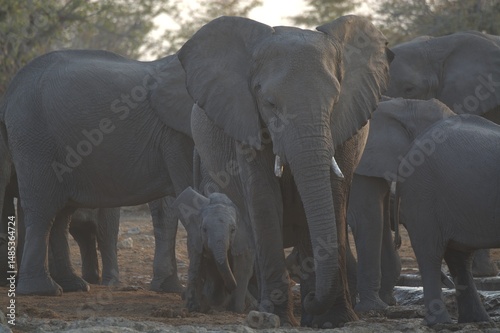 Canvas Print elephants in the water, african giant