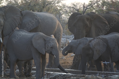 Photography elephants in the water, african giant