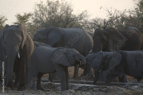 Photography elephants in the water, african giant