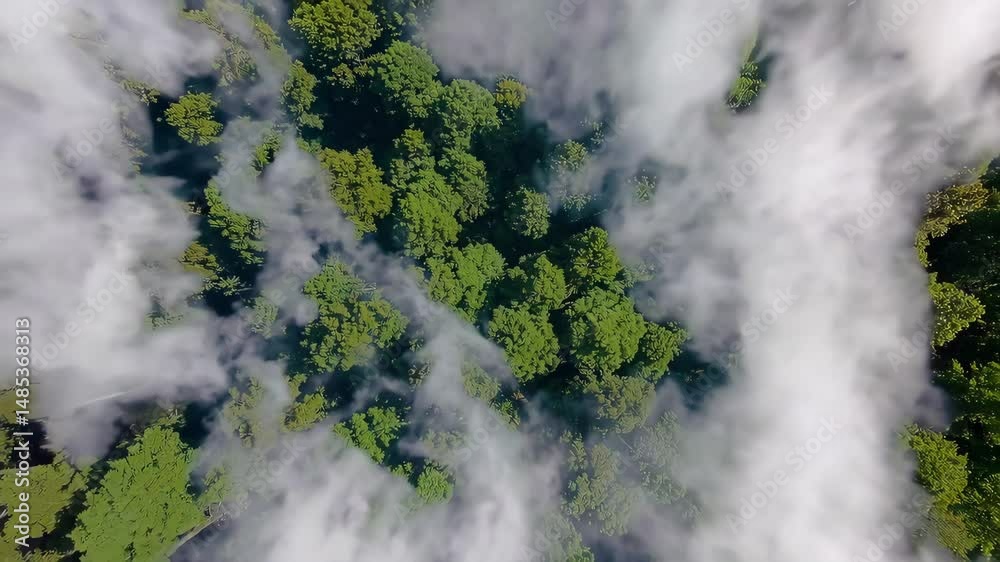 Aerial view of dense green forest with treetop canopy swaying in wind, vibrant nature loop capturing summer foliage and organic motion from above