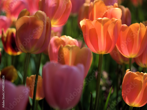 晴れた5月に咲いた美しいチューリップの花