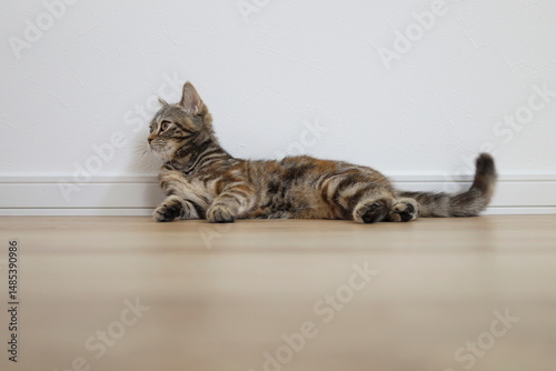 床暖房でくつろぐ猫