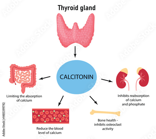 Calcitonin Function in the Human Body. Regulation of Calcium Levels Medical Diagram
