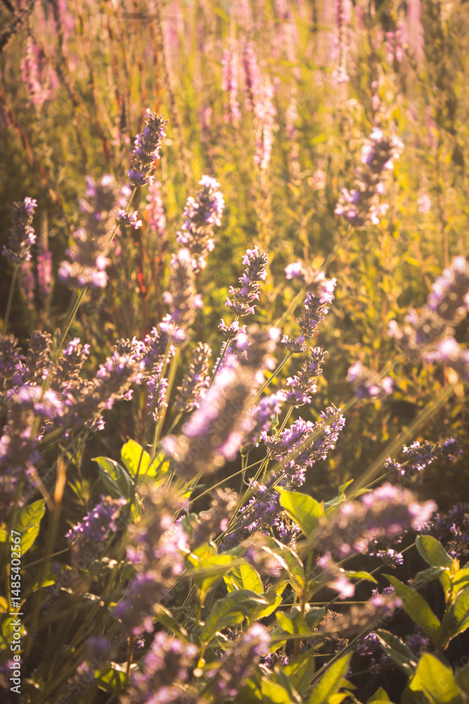 Obraz premium flores lilas entre hierba verde