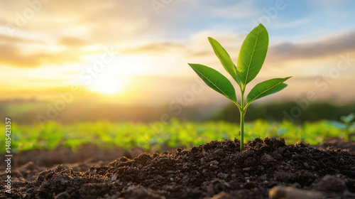 Wallpaper Mural Young plant grows in rich soil under beautiful sunrise, symbolizing hope and new beginnings Torontodigital.ca