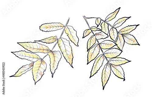 Autumn ash tree leaves hand drawn vector