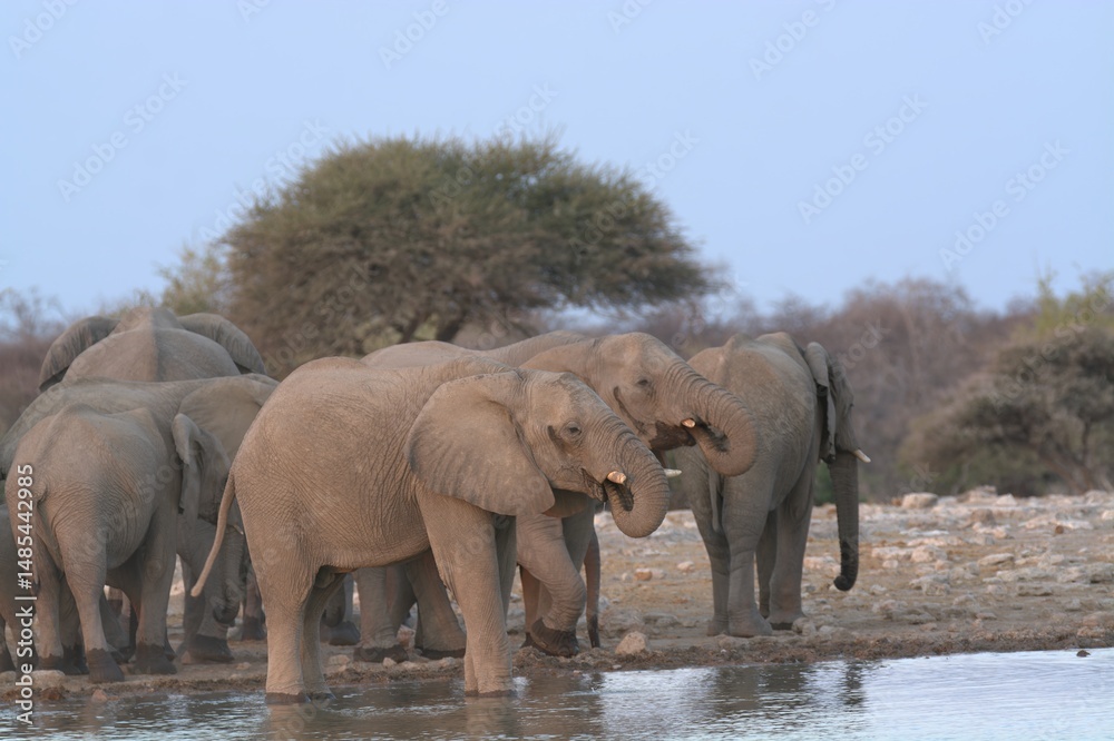 Obraz premium elephants in the water, african giant