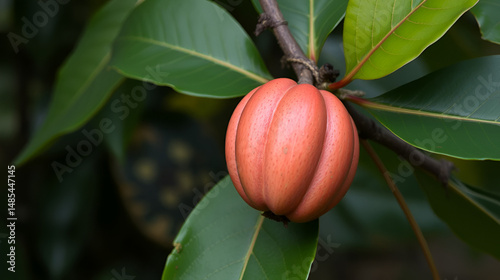 Antiroba seed (Carapa guianensis) of the Meliaceae family. Amazonas, Brazil.