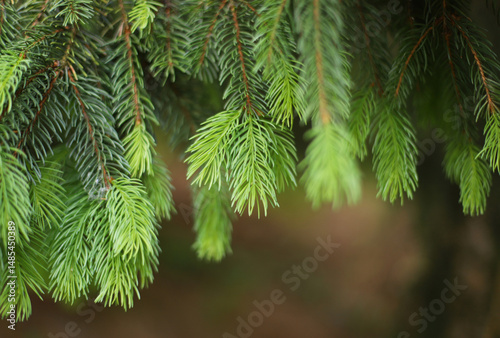 Close up of pine needles - Norway spruce (Picea abies)