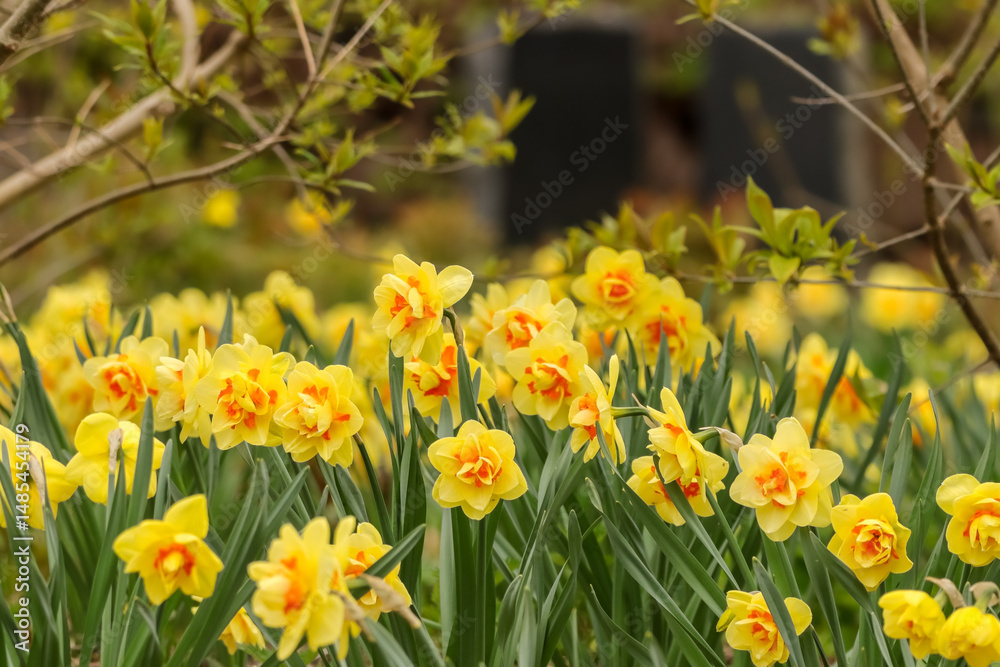 Fototapeta premium Beautiful bicolor daffodils in shades of yellow and orange in a flowerbed in May in Finland. Daffodils are hardy perennial bulb flowers which thrive well in the Finnish climate.