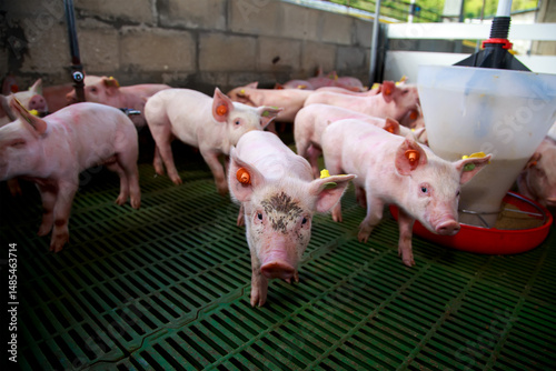 Early Growth and Environmental Conditions of Young Piglets in Controlled Housing Systems