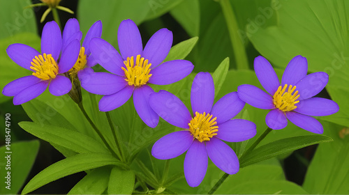 Gemeiner Hohlzahn (Galeopsis tetrahit) photo