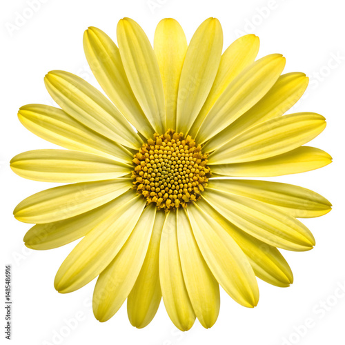 Yellow daisy flower on transparent background