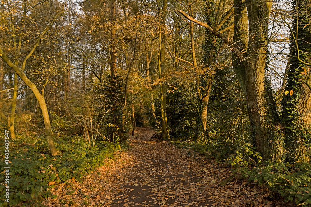 Fototapeta premium Hiking trail in the woods in warm evening light on a sunny autumn day in Latemse Meersen nature reserve, Flanders, Belgium