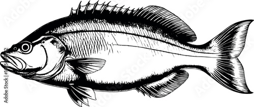 Flounder fish in natural history engraving style isolated on white