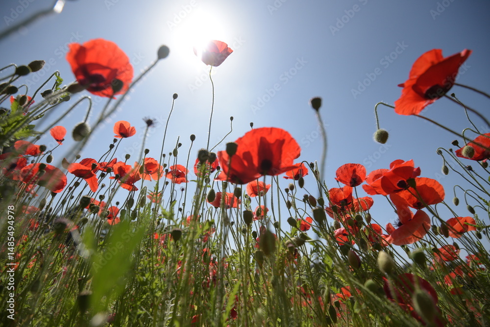 Obraz premium 양귀비 밭