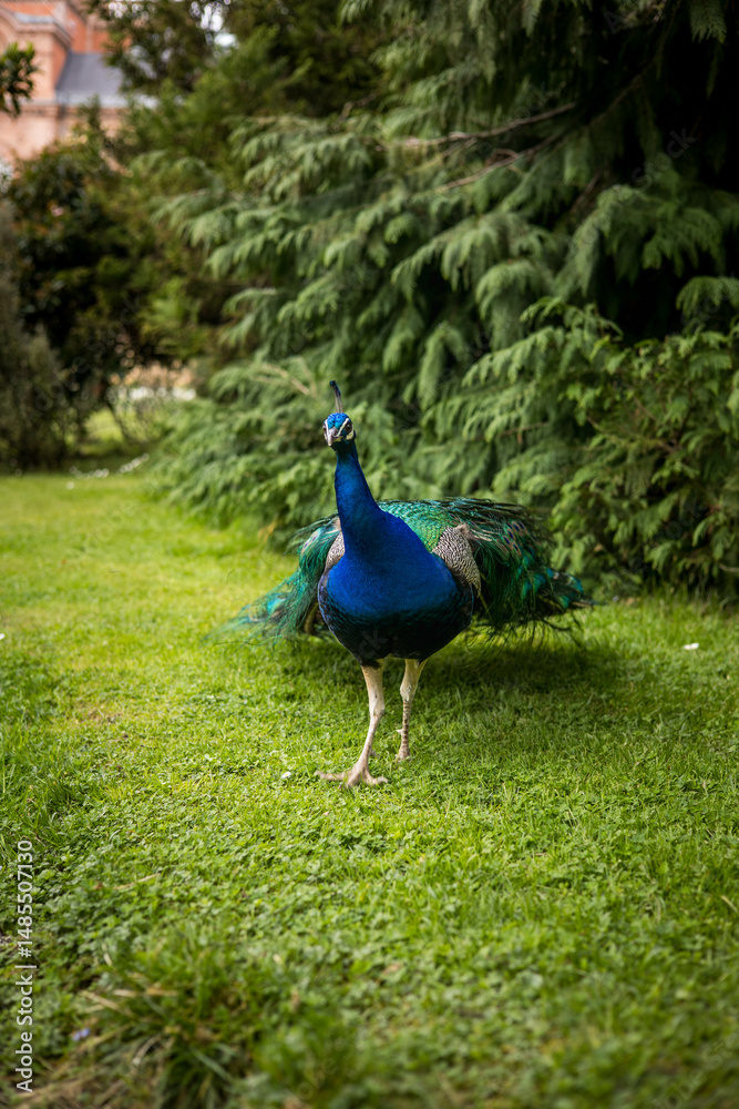 Obraz premium Paon bleu qui marche dans un parc sur de l'herbe