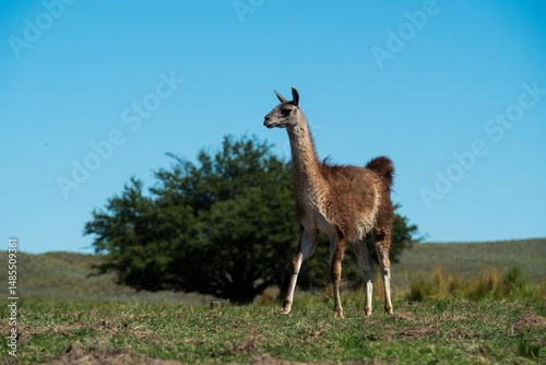 Guanacos in Pampas grass environment, La Pampa, Patagonia, Argentina.