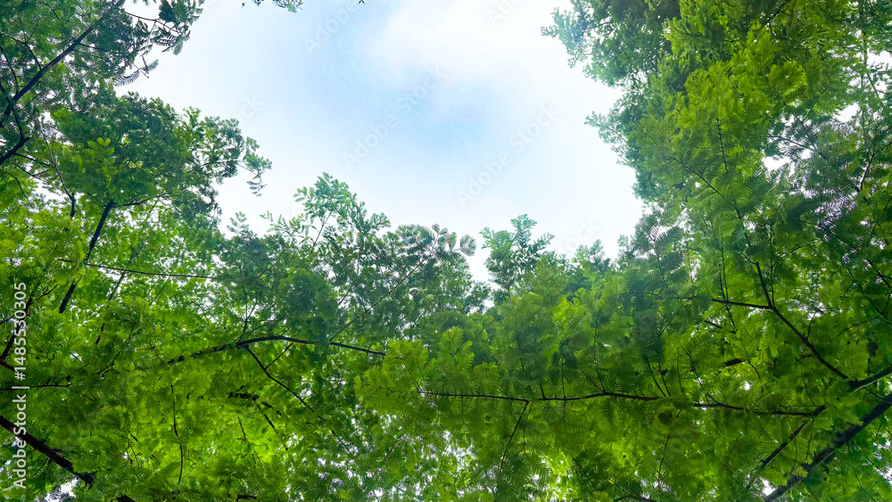 Fototapeta premium Looking up from under the sequoia tree under the blue sky and white clouds