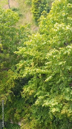 Wallpaper Mural Nature view in springtime, small forest green trees 

 Torontodigital.ca
