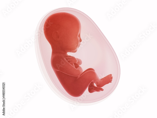 fetus inside the womb