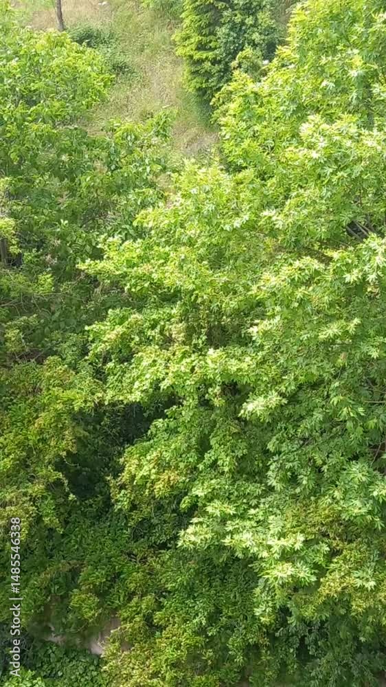 custom made wallpaper toronto digitalNature view in springtime, small forest green trees 