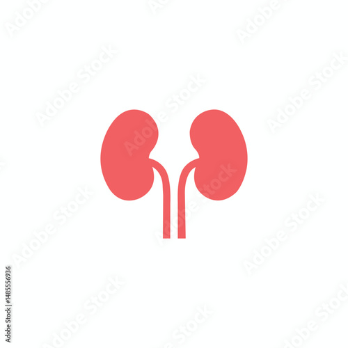 Human kidney anatomy illustration on white background.